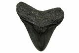 Juvenile Megalodon Tooth - South Carolina #353313-1